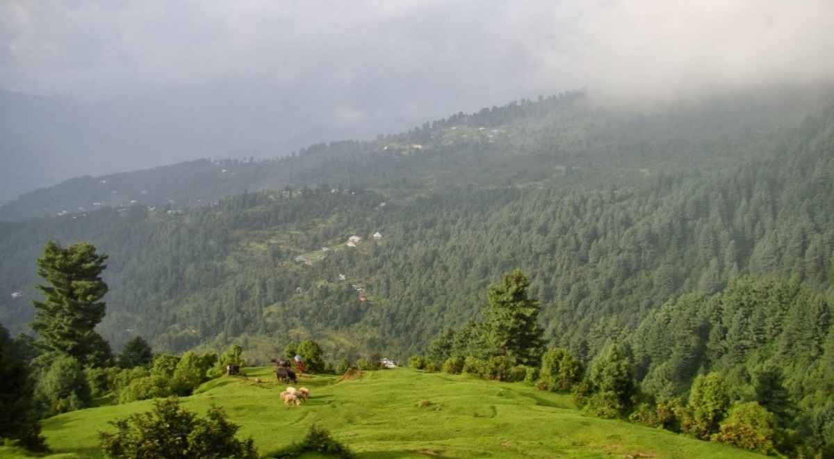 Toli Peer