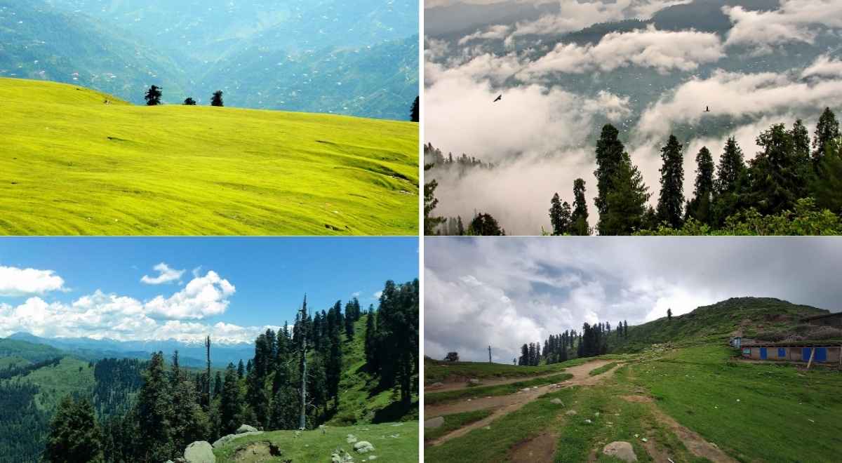 Toli Peer